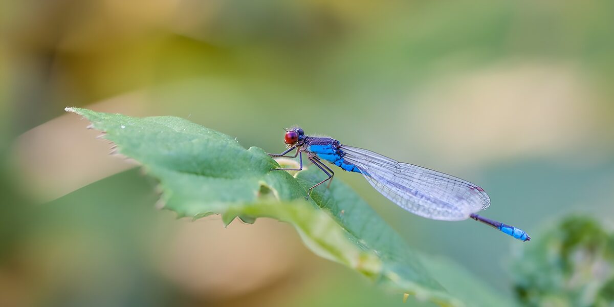 Blauwe waterjuffer op een groen blad