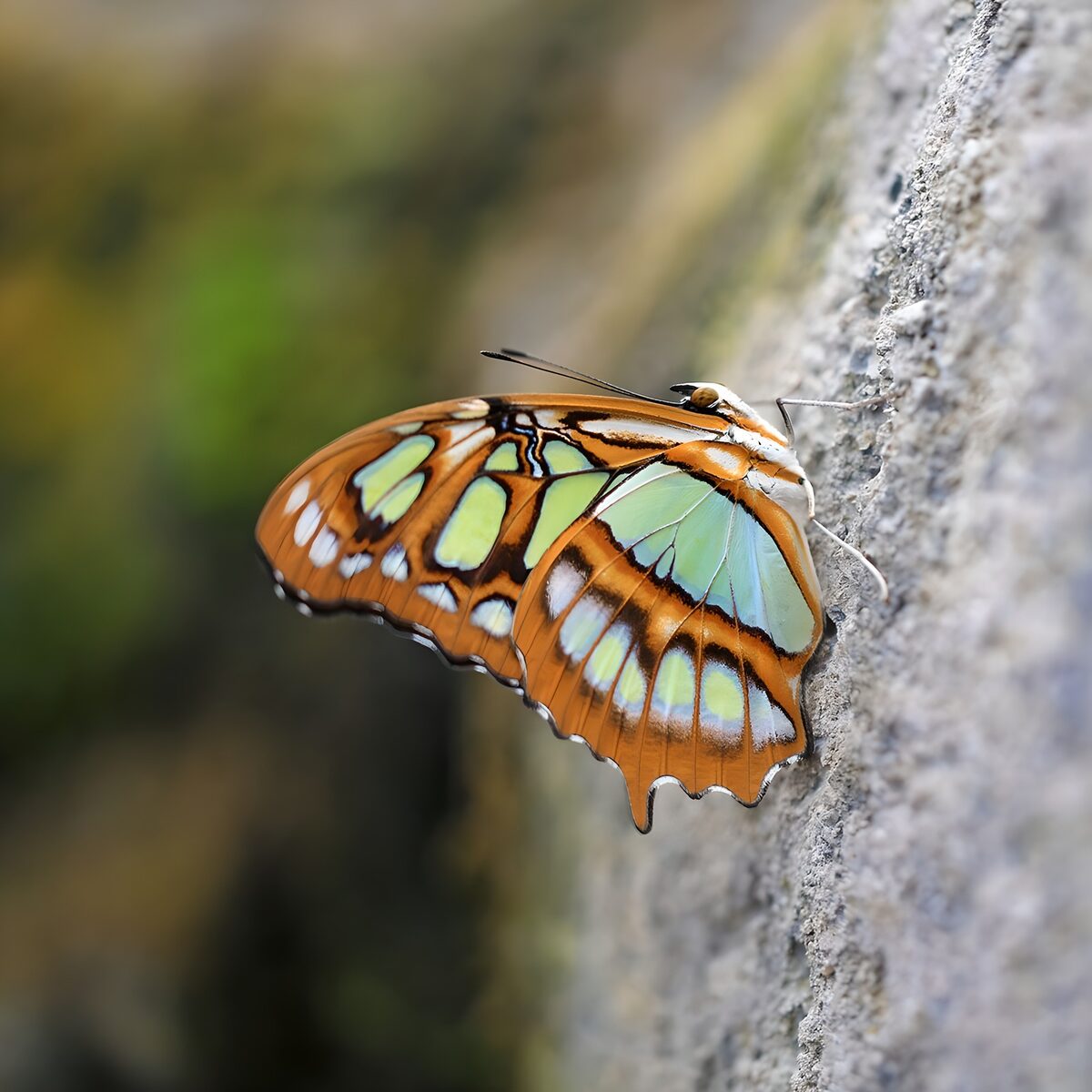 Oranje vlinder met groene vleugelvlekken