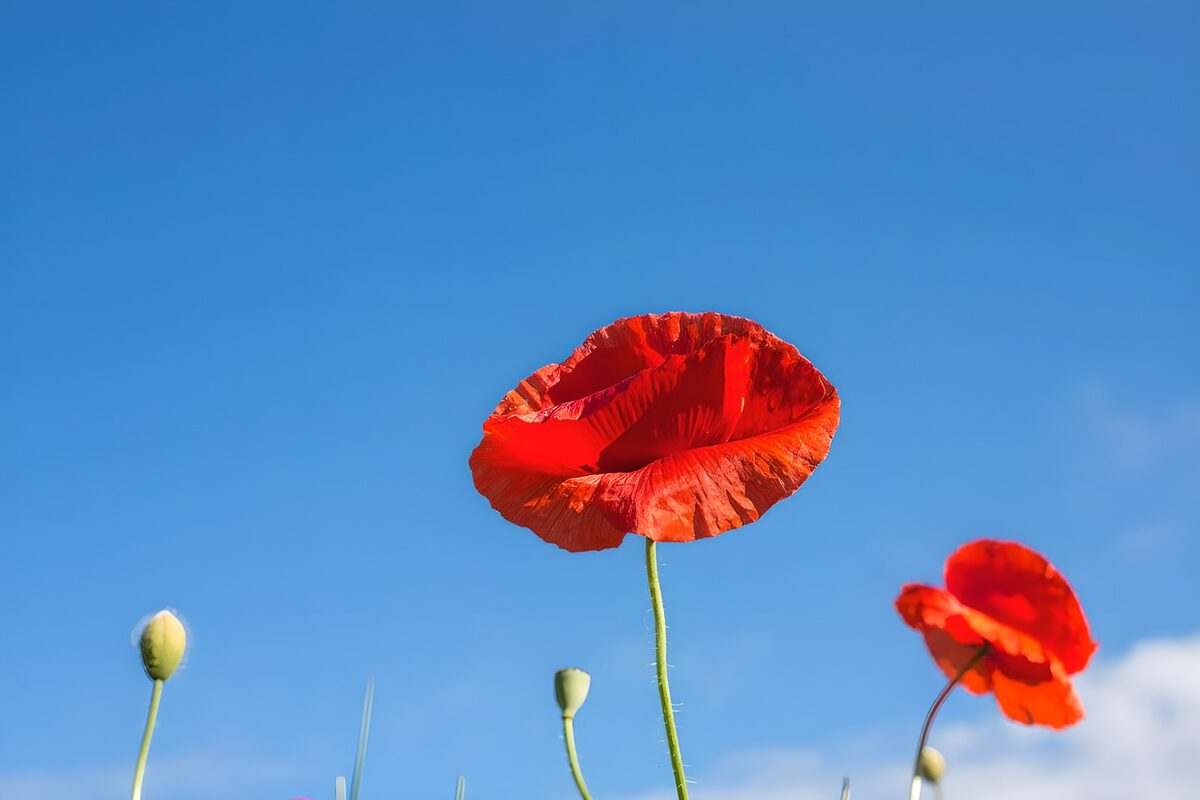 Rode klaprozen tegen een blauwe lucht