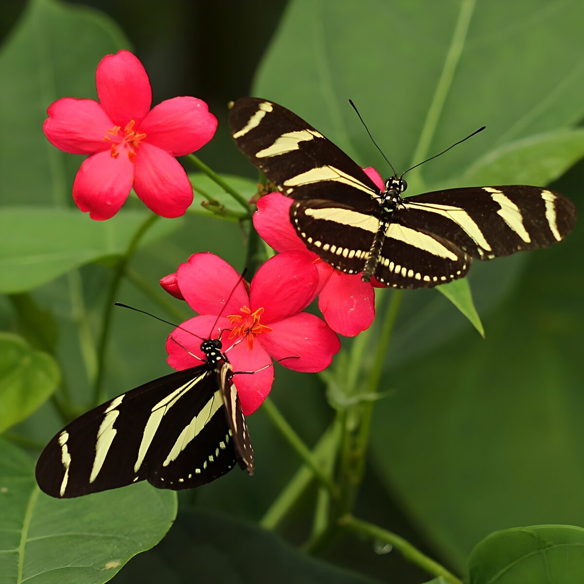 Twee vlinders op felroze bloemen