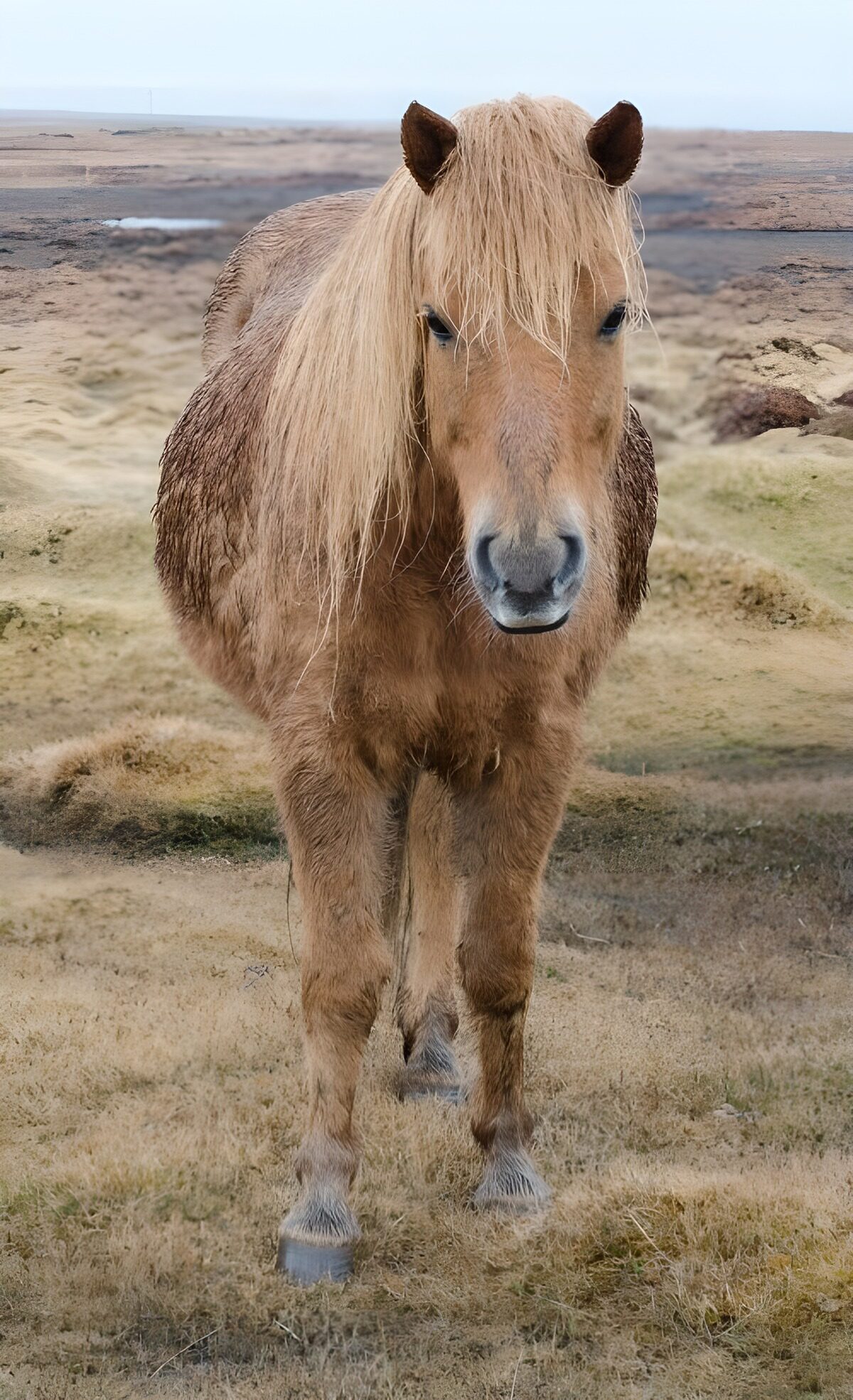 Blond paard in een weids landschap