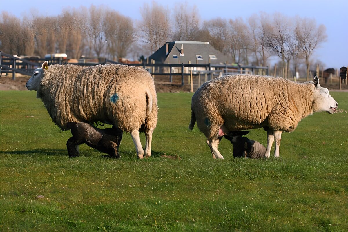 Twee schapen met drinkende lammeren