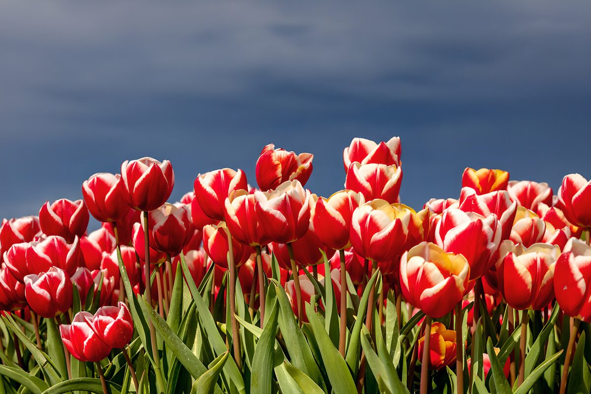 Rood-witte tulpen onder een donkere lucht