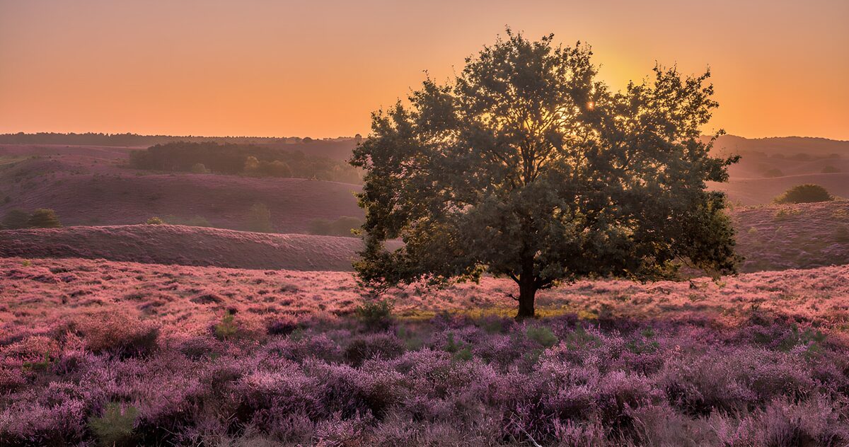 Boom op paarse heide bij zonsondergang
