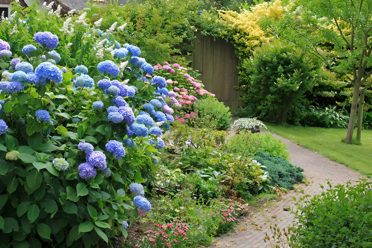 Blauwe hortensia's aan een bakstenen pad