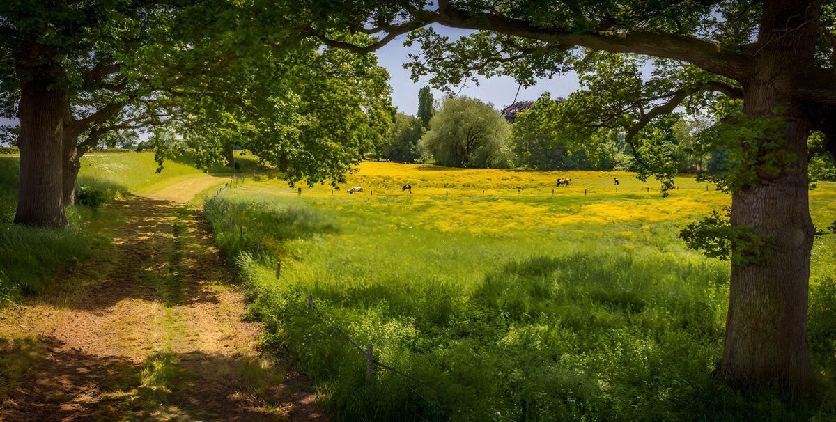 Zonnige bloemenweide met koeien