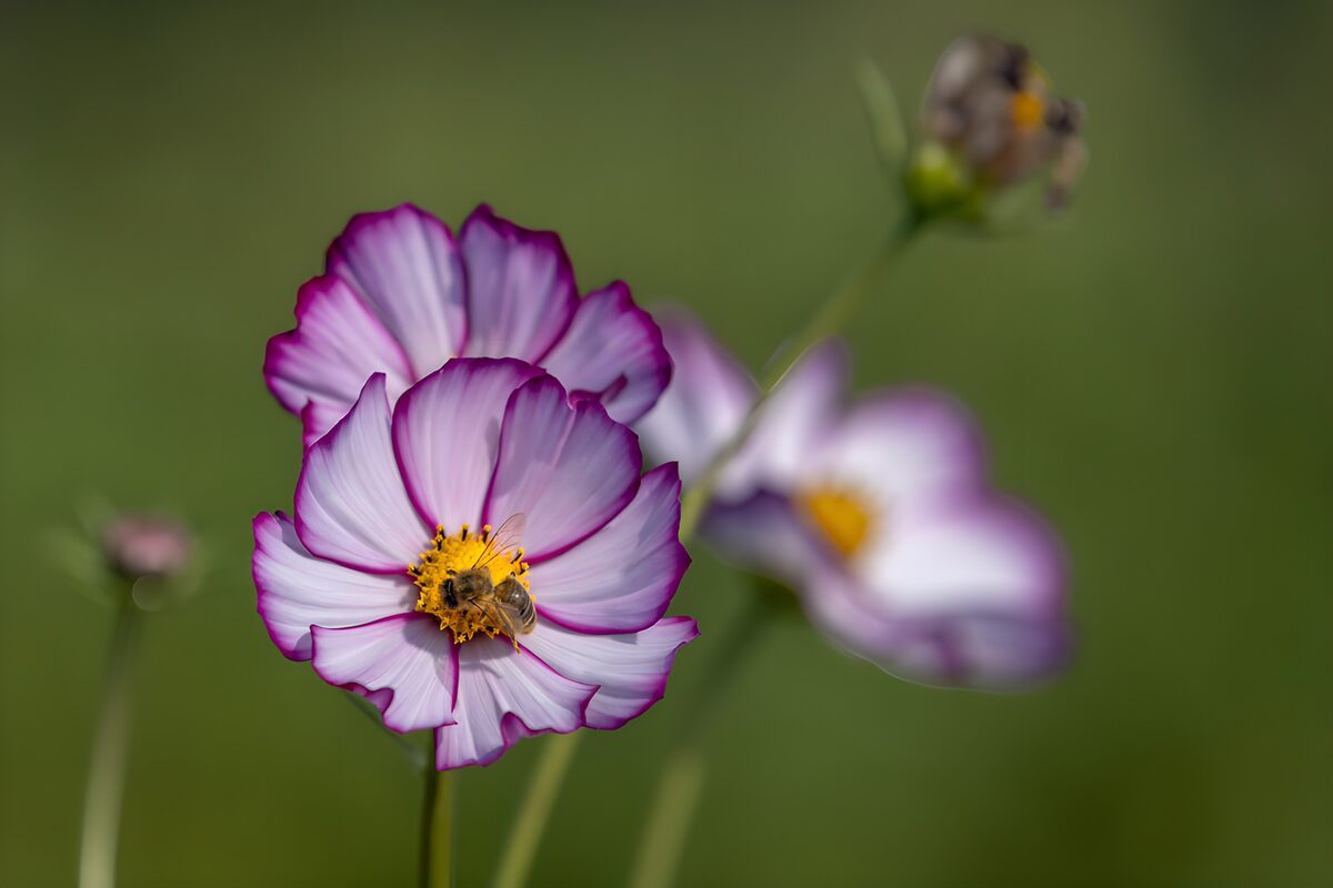 Bij op witpaarse cosmea