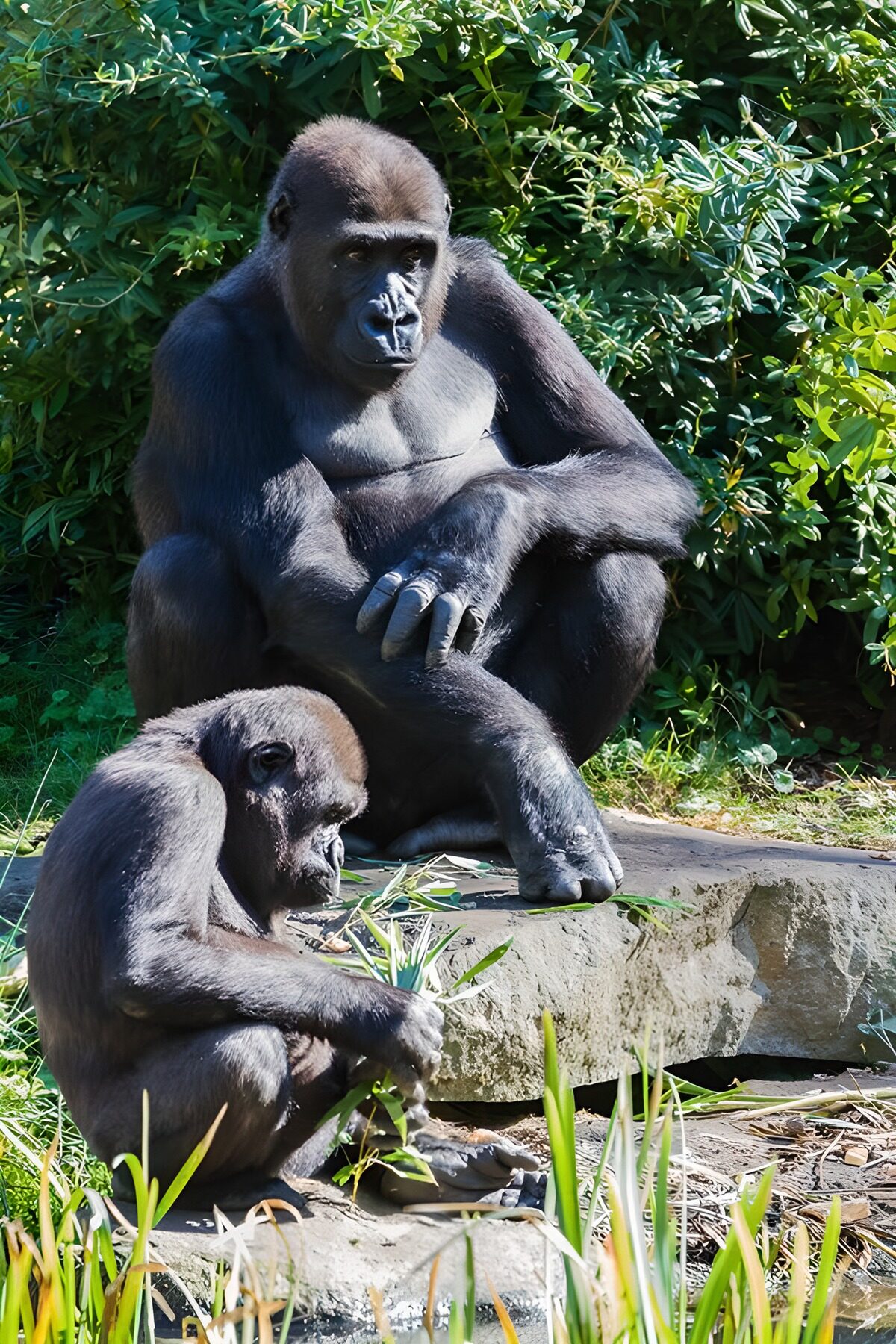 Twee gorilla's op een zonnige rots