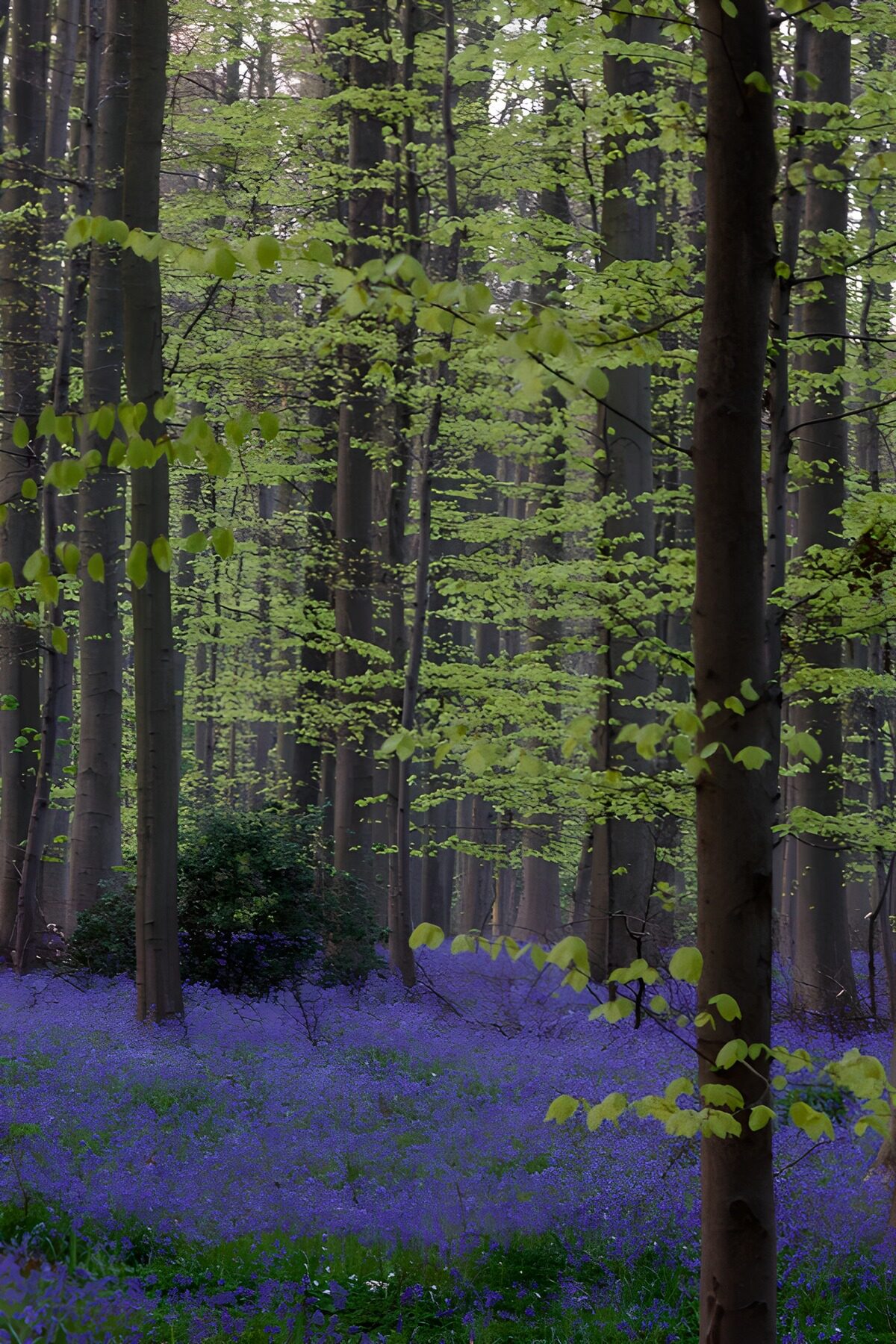 Beukenbos met een paars bloementapijt