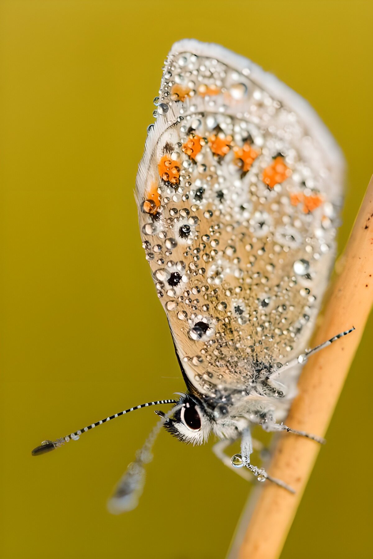 Vlinder met druppels tegen geel