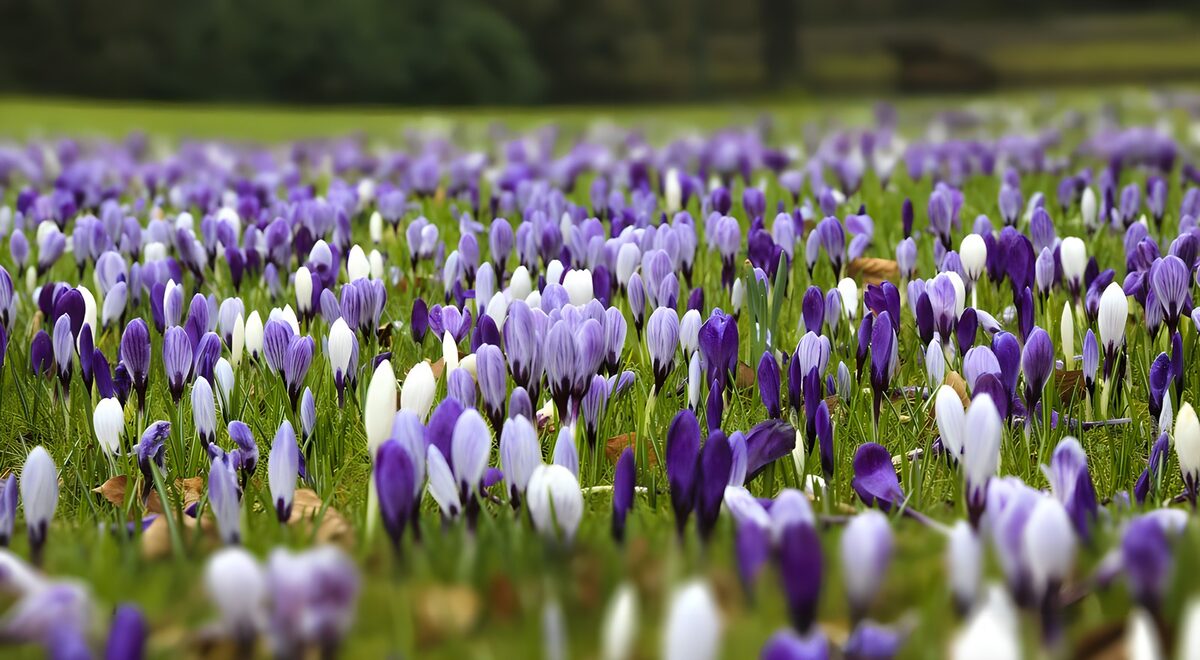 Paarse en witte krokussen in het gras