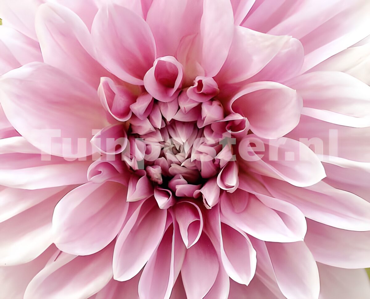 Roze dahlia van heel dichtbij