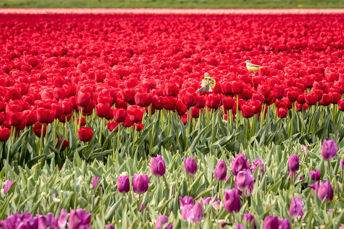 Rode en paarse tulpen met twee vogels