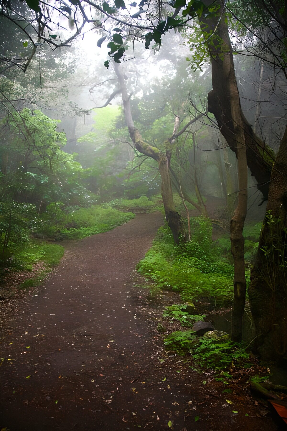 Kronkelend bospad in de mist