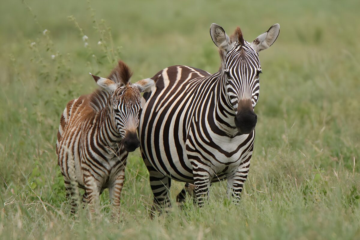 Zebra en veulen samen in het gras