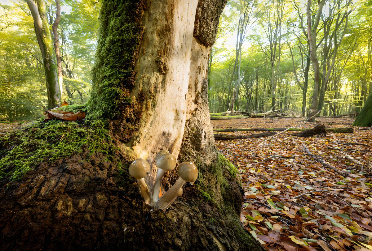 Paddenstoelen aan een bemoste boomvoet