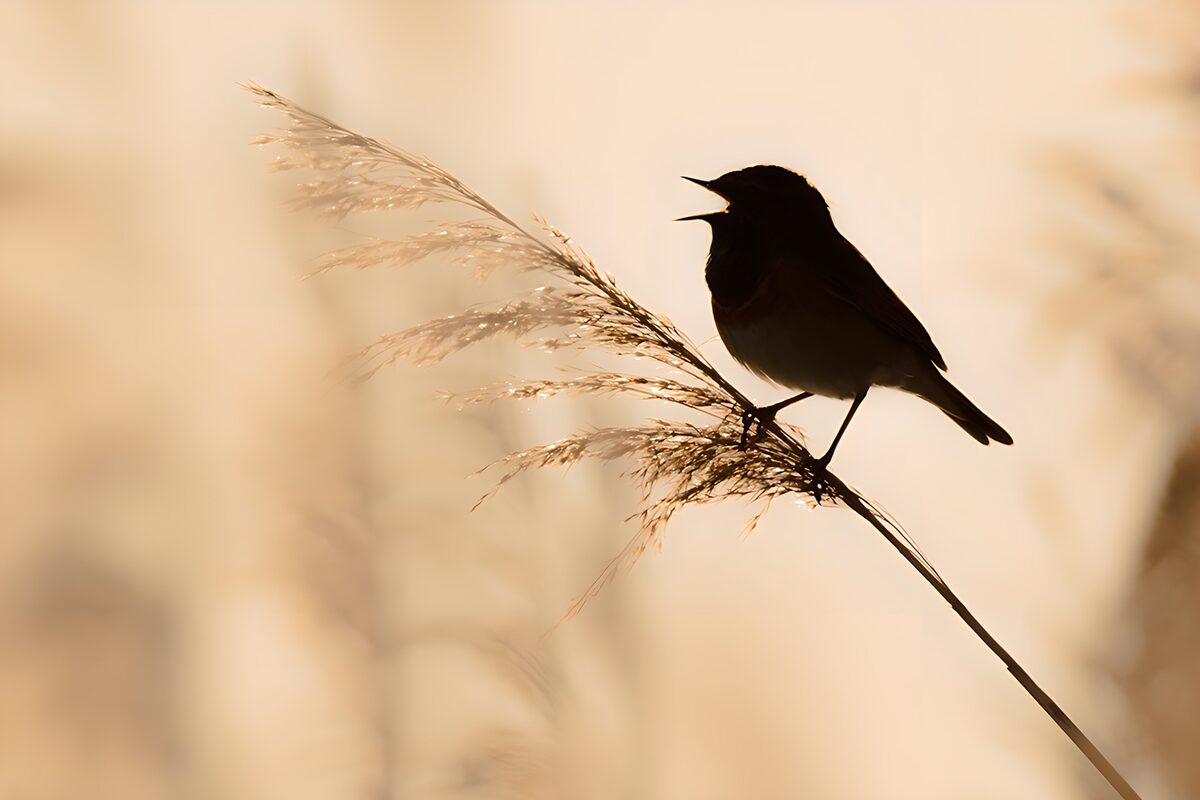 Vogelsilhouet op een gouden rietpluim