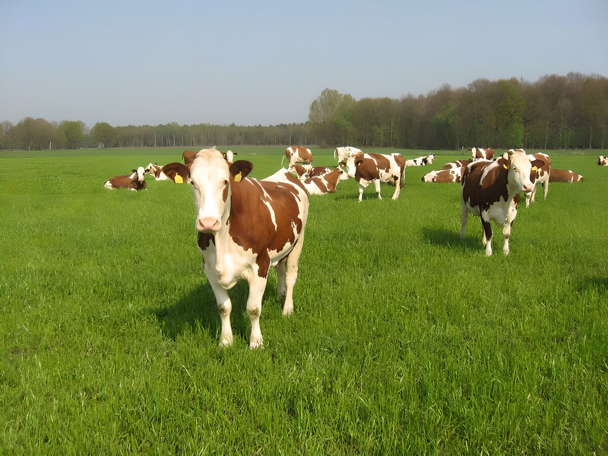 Roodbonte koeien in een groene wei