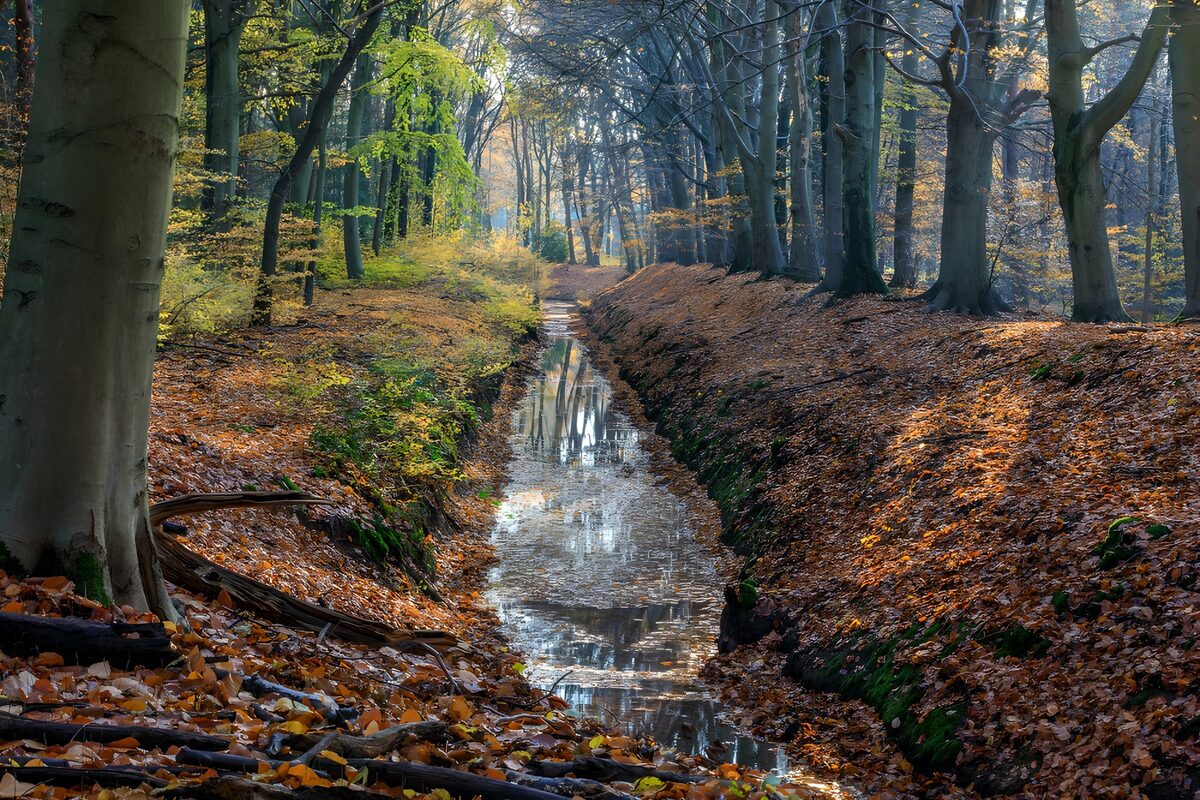 Herfstbos met een stille watergreppel