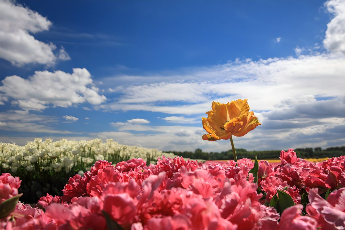 Oranje tulp boven een roze tulpenveld