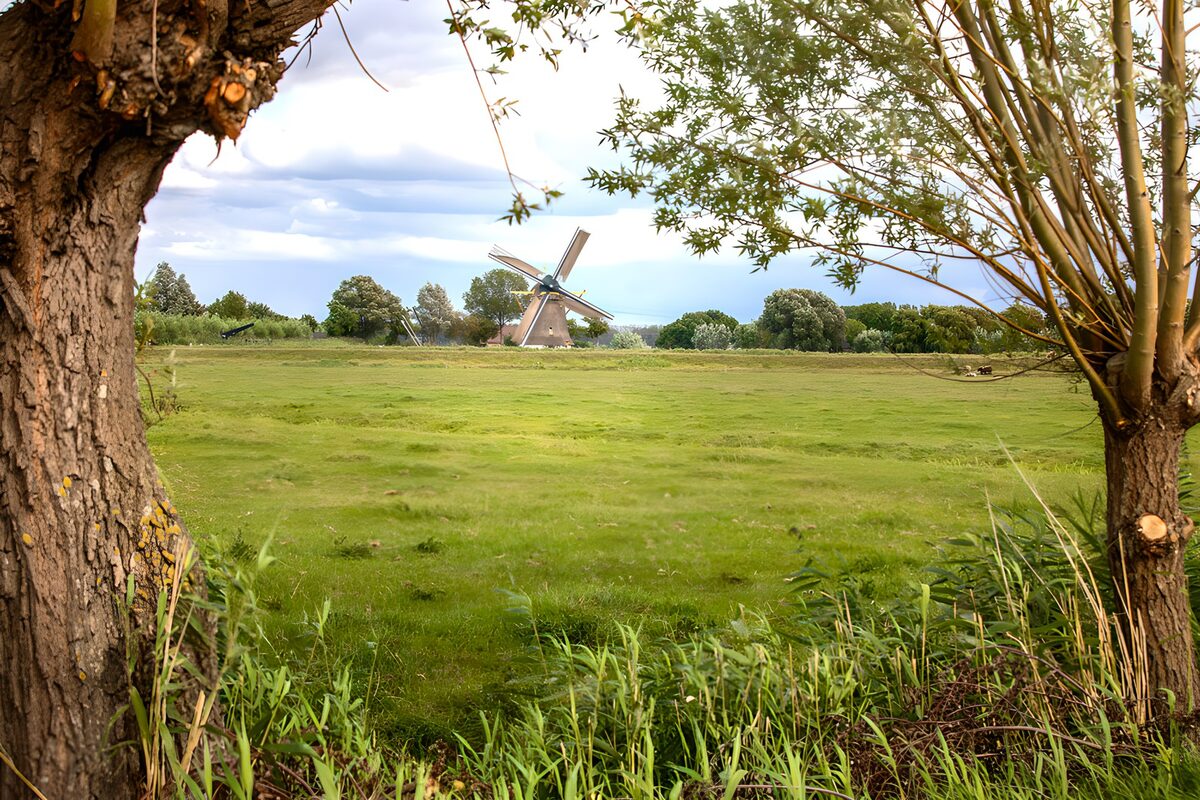 Tussen de bomen wacht de molen