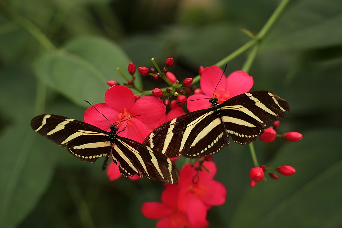 Twee gestreepte vlinders op rode bloemen