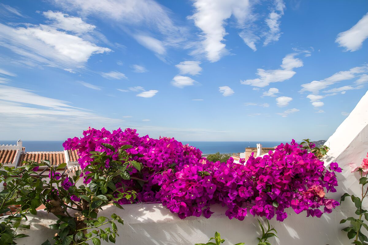 Bougainvillea boven de witte muur