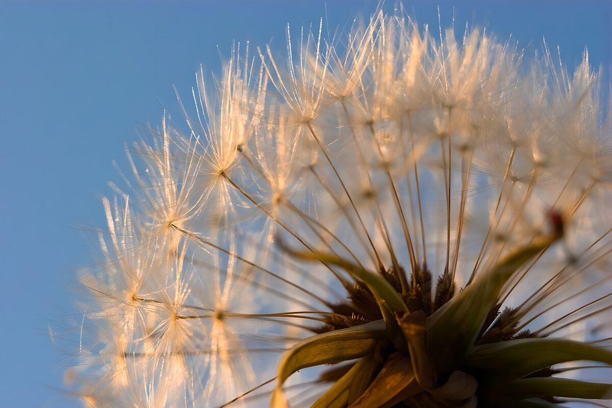 Paardenbloempluis in gouden licht