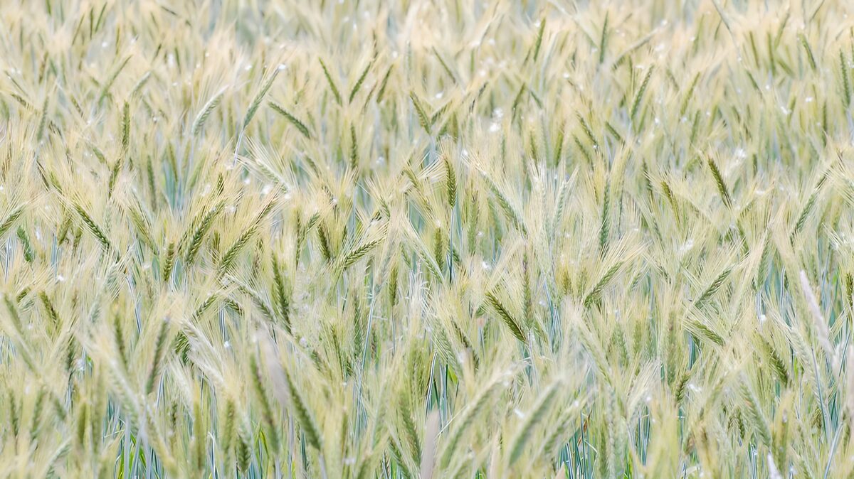 Groene en gele graanaren