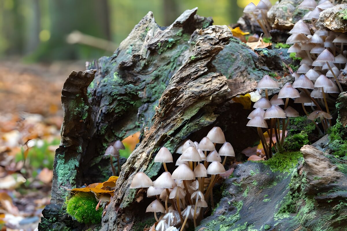Bleke paddenstoelen op verweerd hout