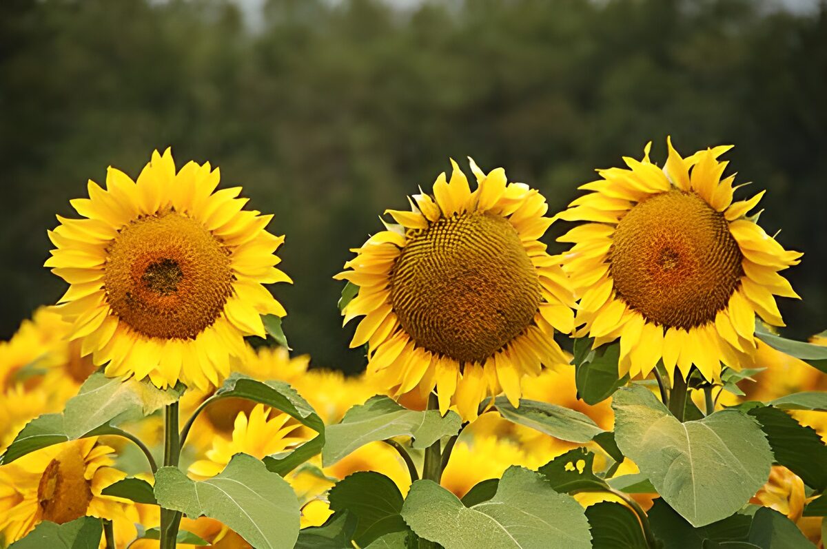 Drie zonnebloemen in een zonnig veld