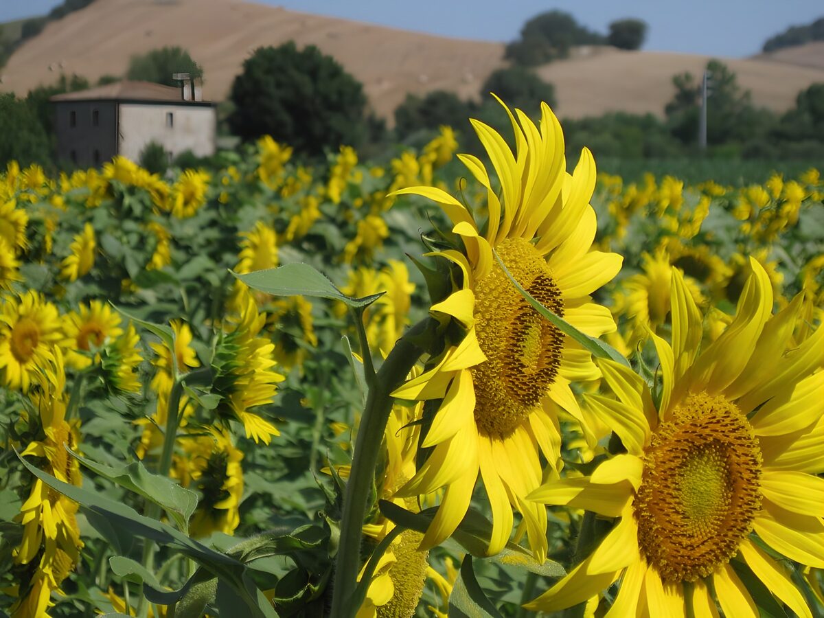 Zonnebloemen met een landelijk huis