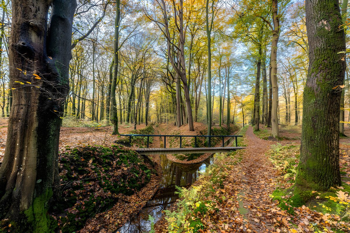 Herfstbos met brug en wandelpad