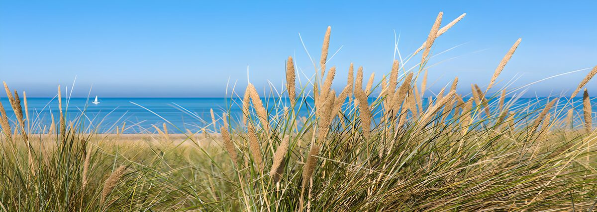 Duingras aan de blauwe zee