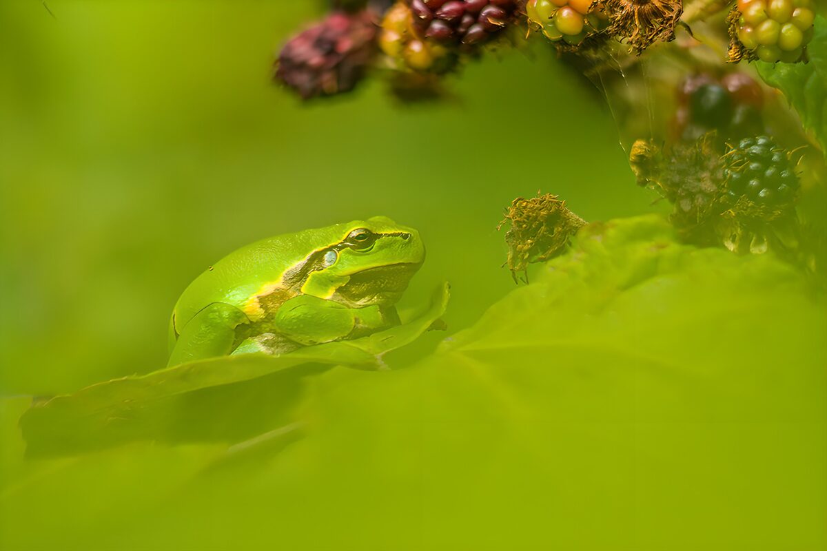 Een boomkikker in een zee van groen