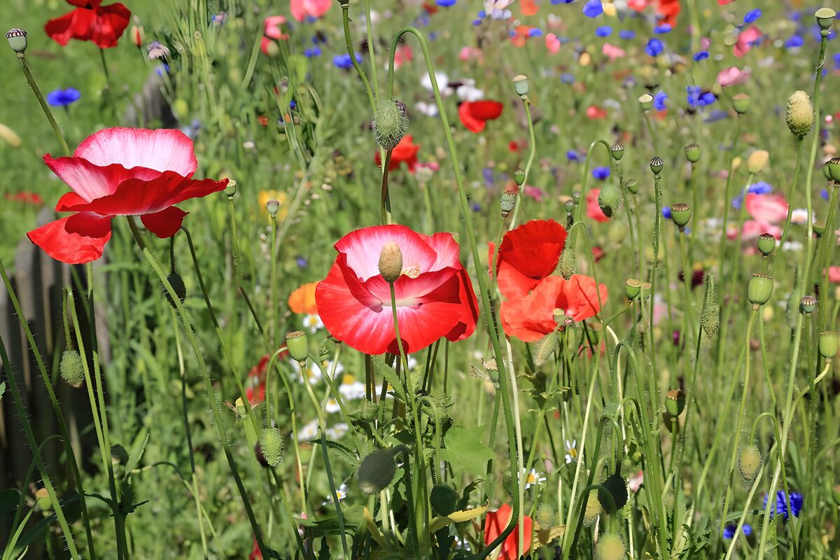 Rood-roze klaprozen in het groen