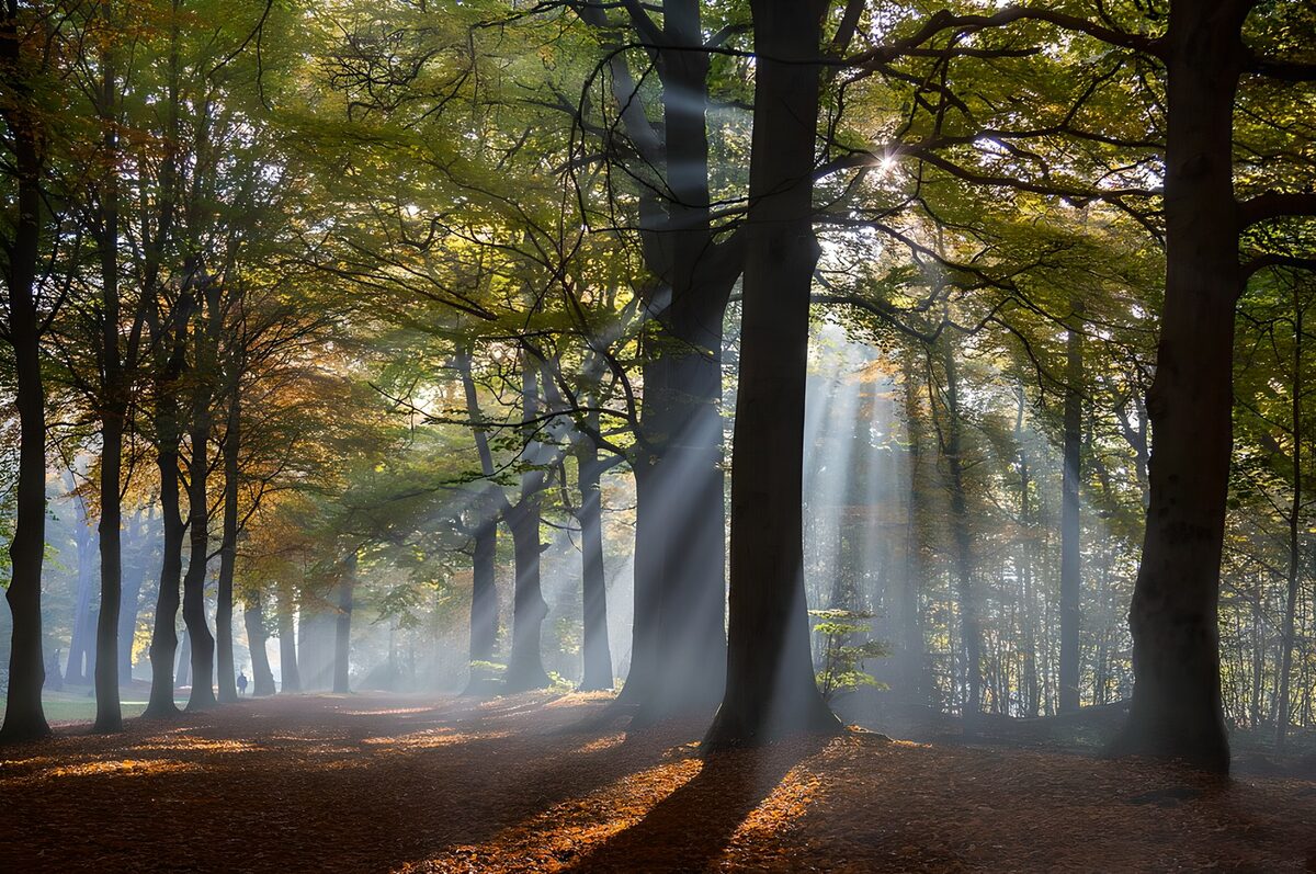 Herfstbos met zonnestralen