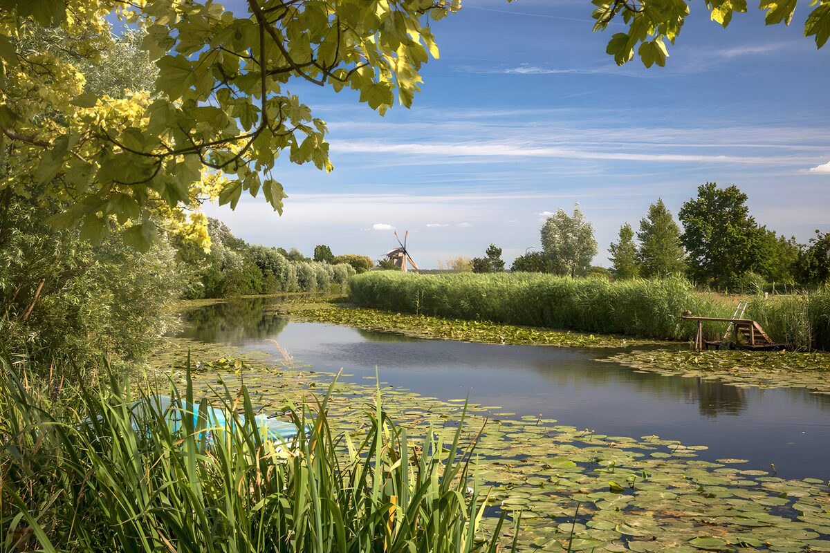 Waterlelies en een molen in de verte