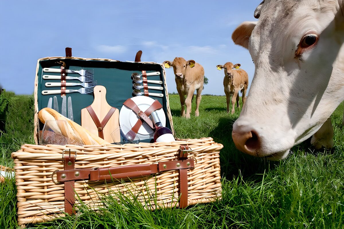 Picknickmand met een nieuwsgierige koe