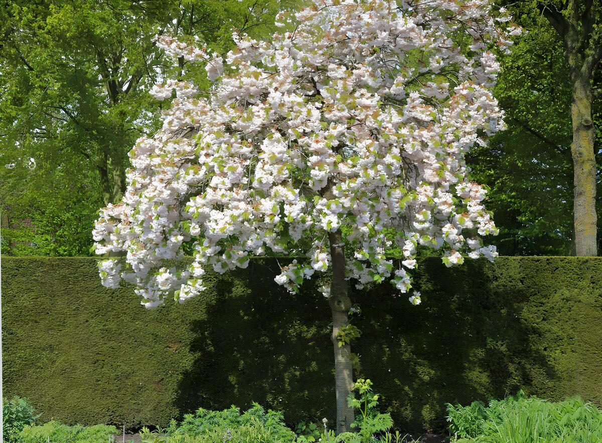 Bloeiende boom voor een groene haag