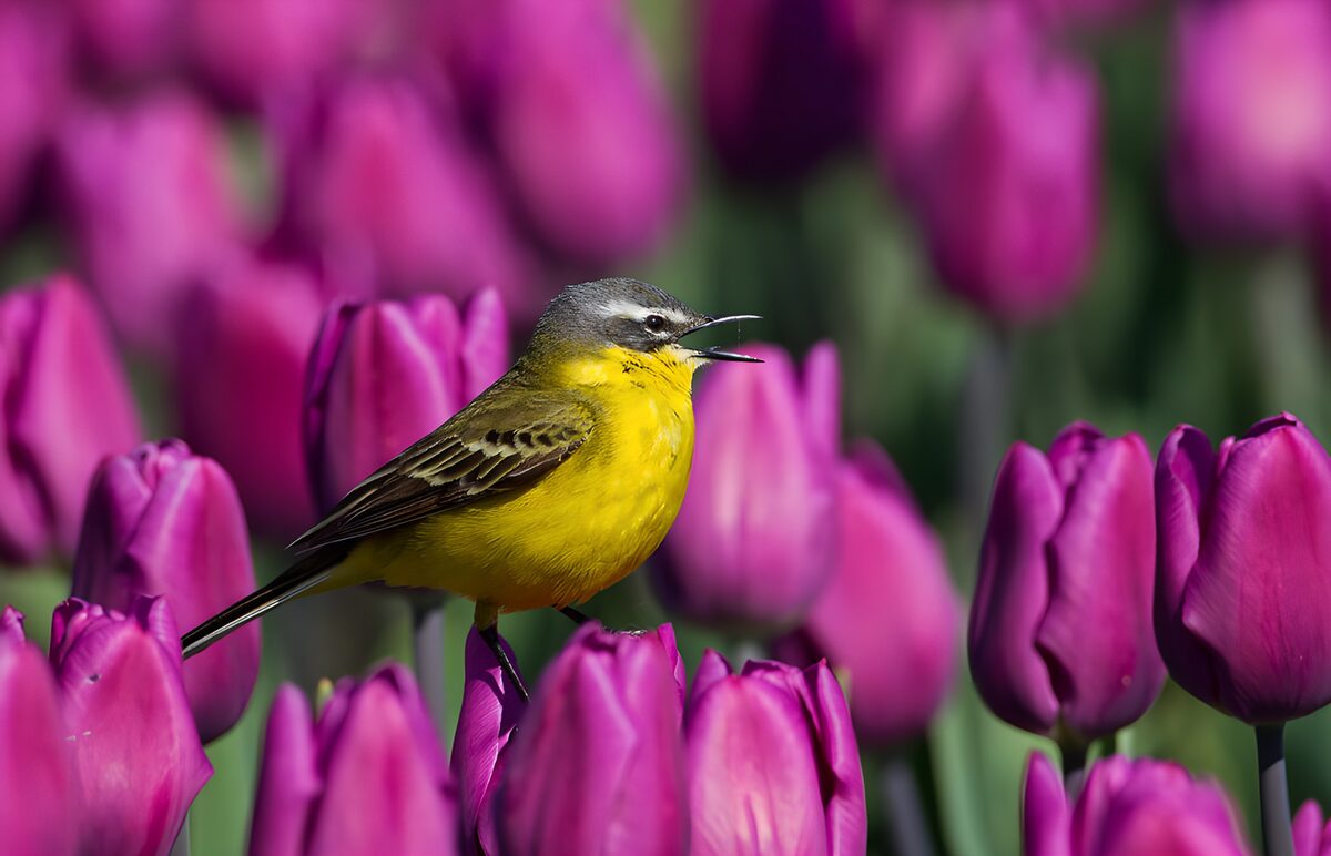 Gele kwikstaart in een paarse lente