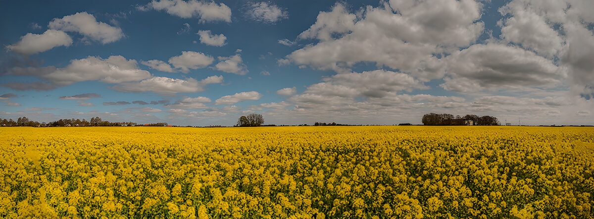 Geel bloemenveld onder een wolkenlucht