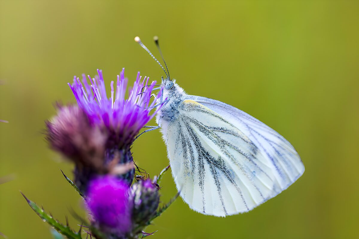 Wit vlindertje op paarse distel