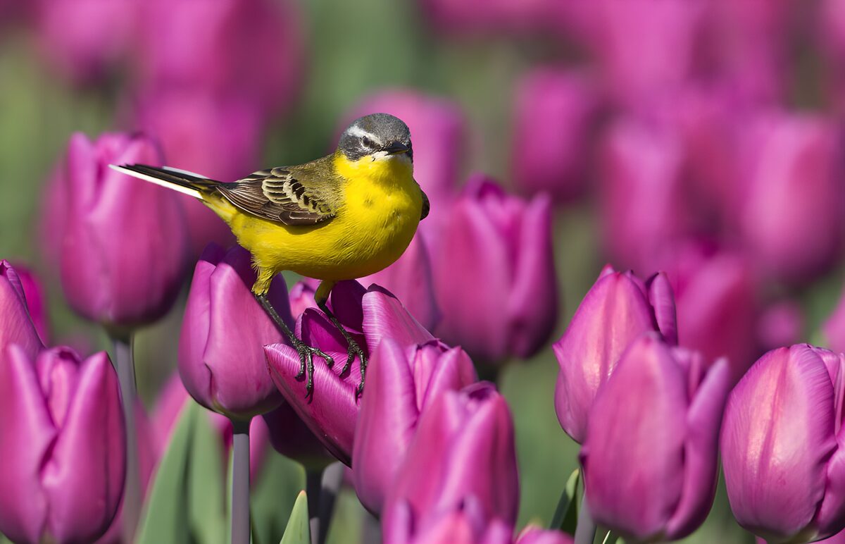 Gele kwikstaart tussen paarse tulpen