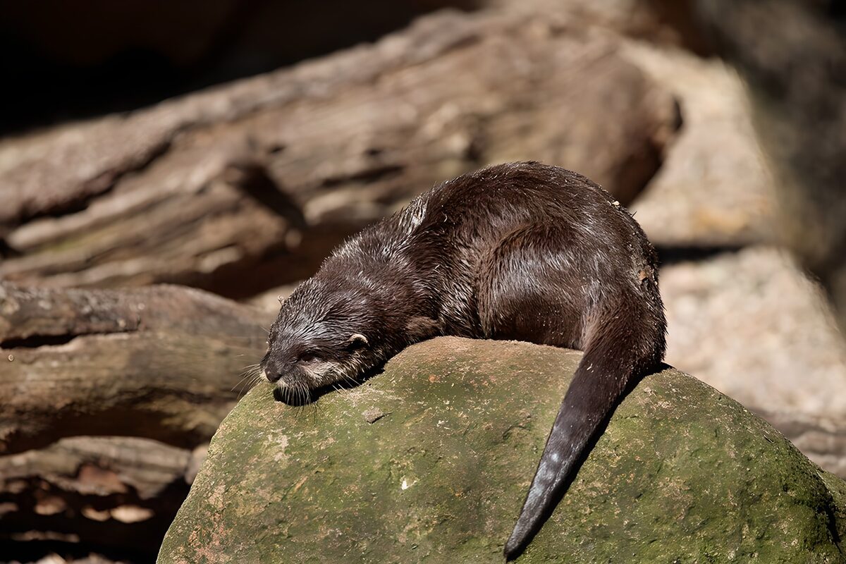 Rustende otter op een groene rots