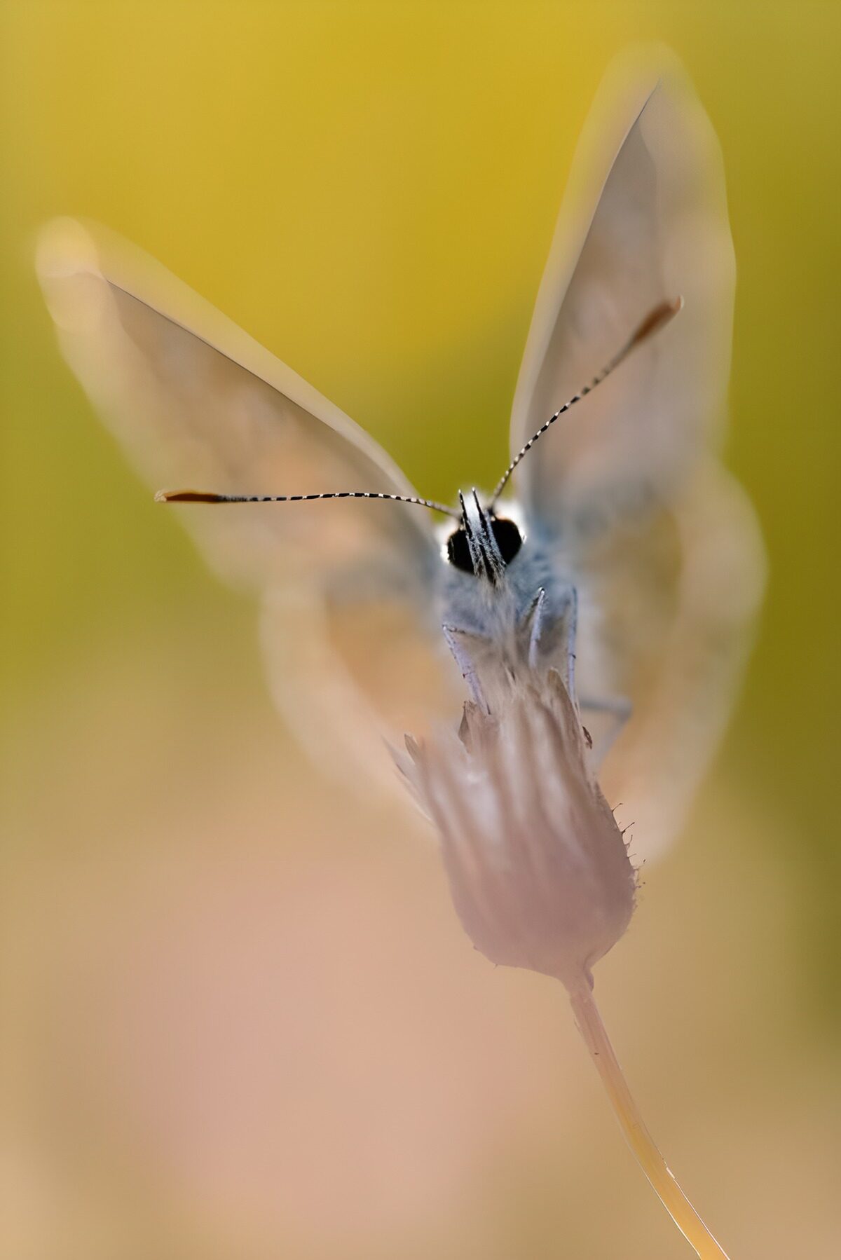 Witte vlinder in zacht geel
