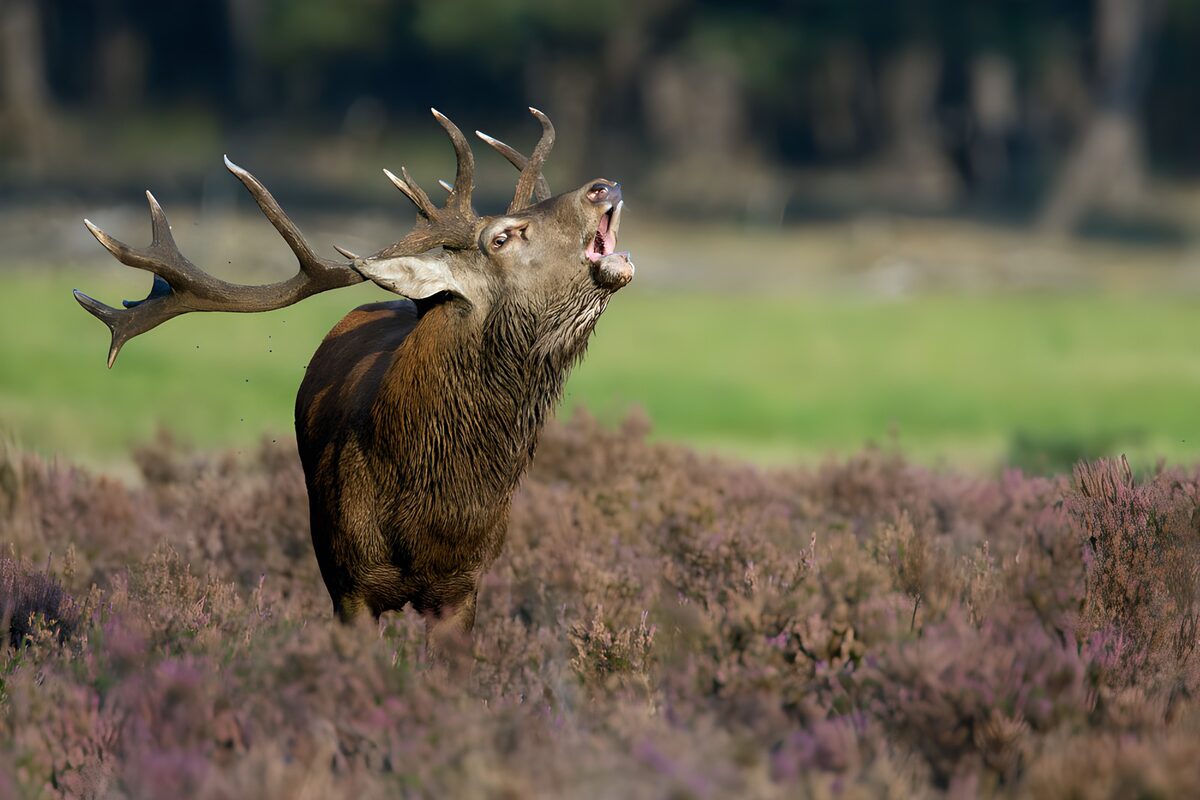 Een hertenroep boven paarse heide