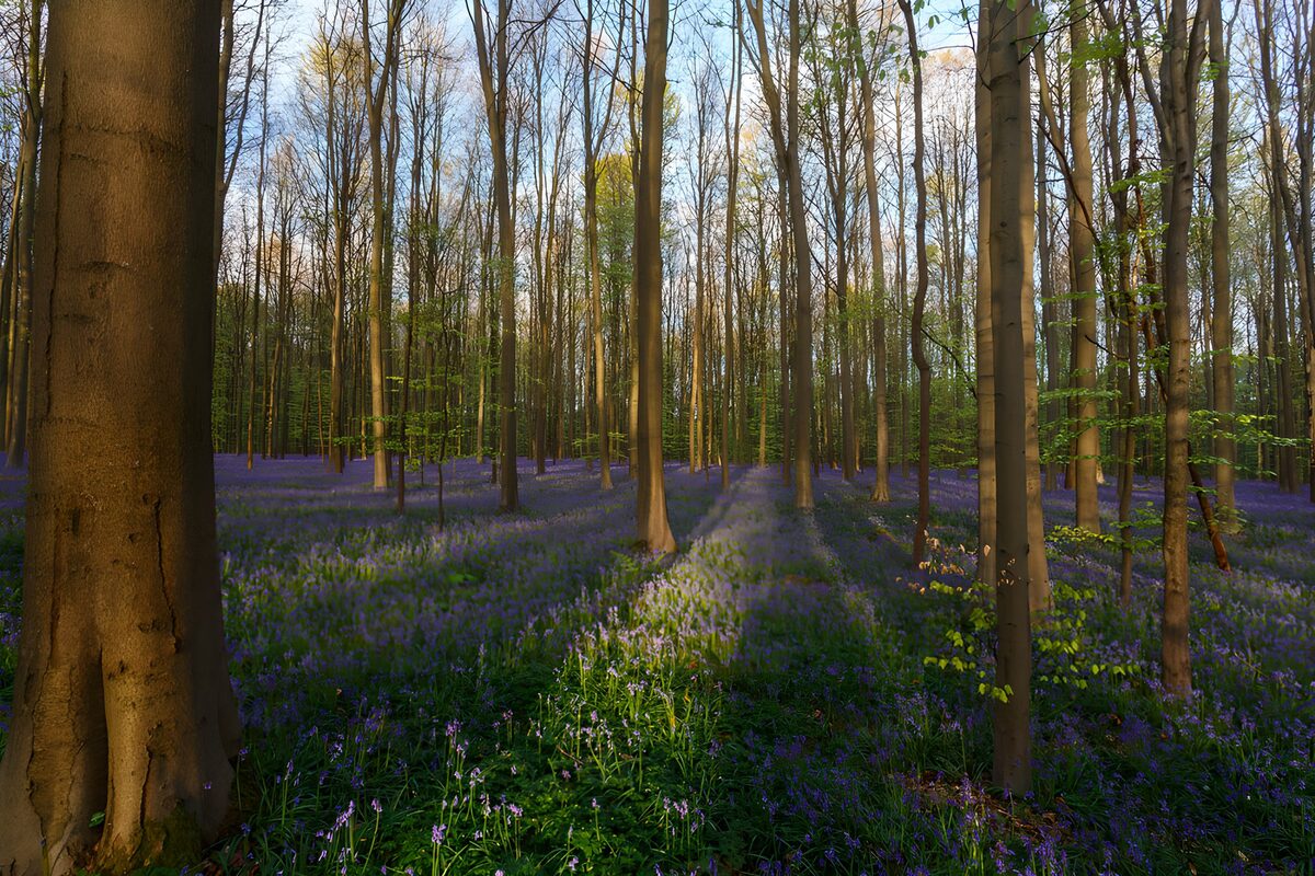 Blauwe boshyacinten in het lentebos