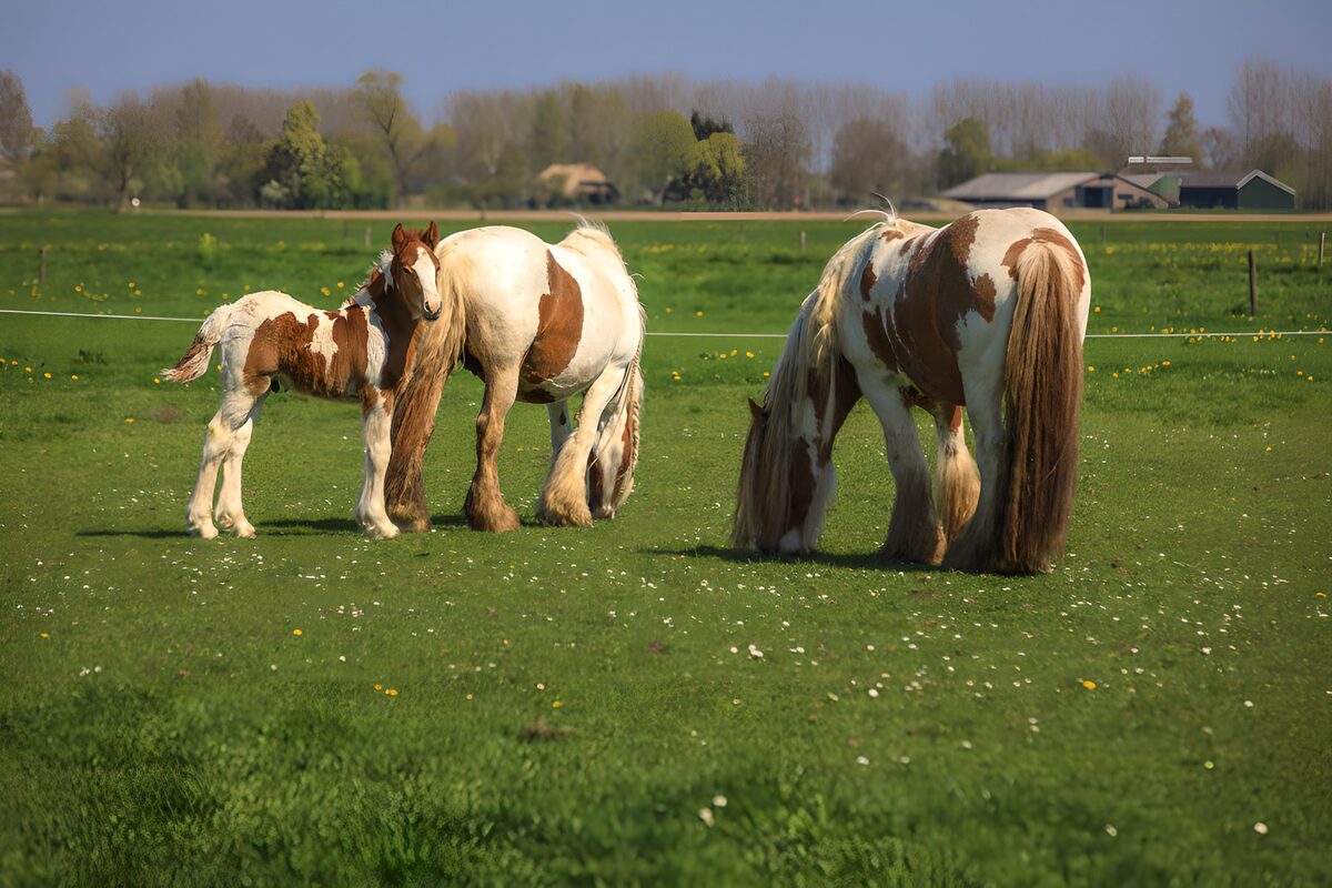 Bonte paarden en veulen in de zonnige wei