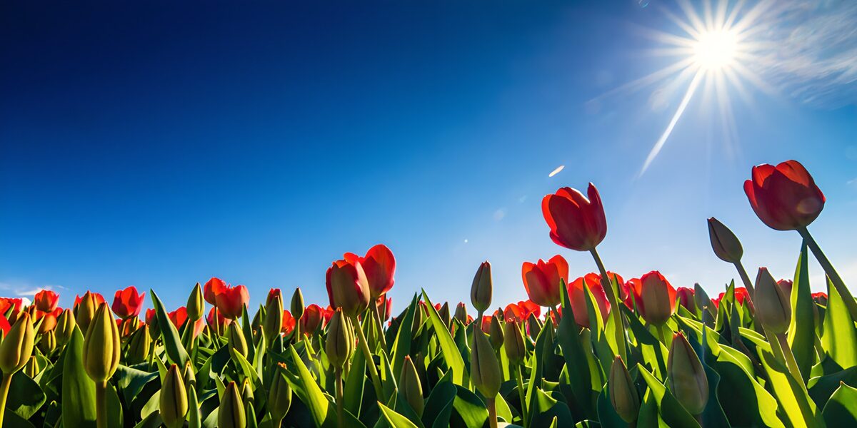 Rode tulpen onder een blauwe lucht